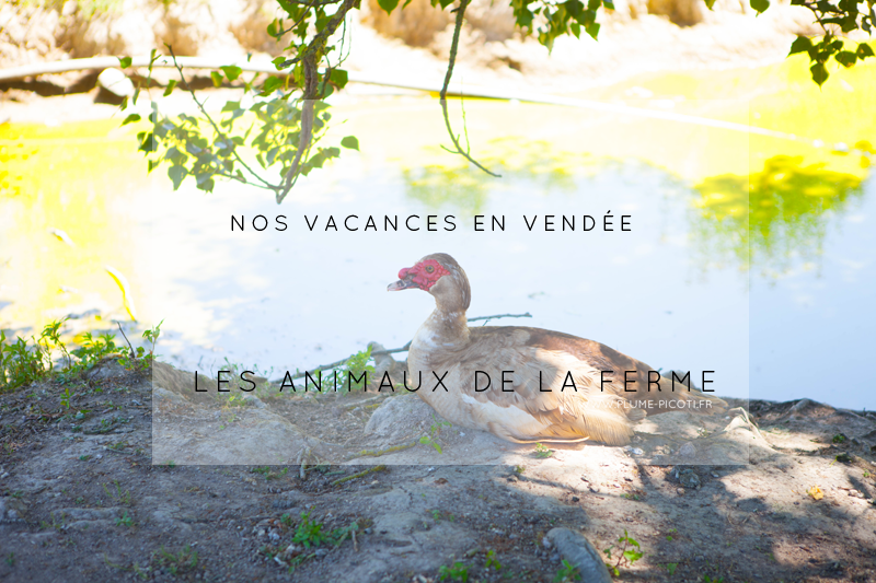 Nos vacances en Vendée – Les animaux de la ferme