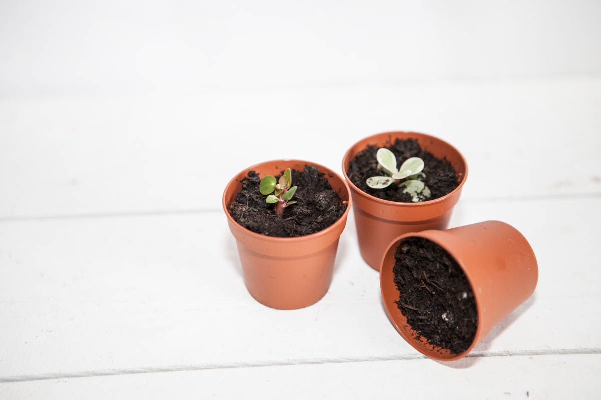 Mes premières boutures de plantes