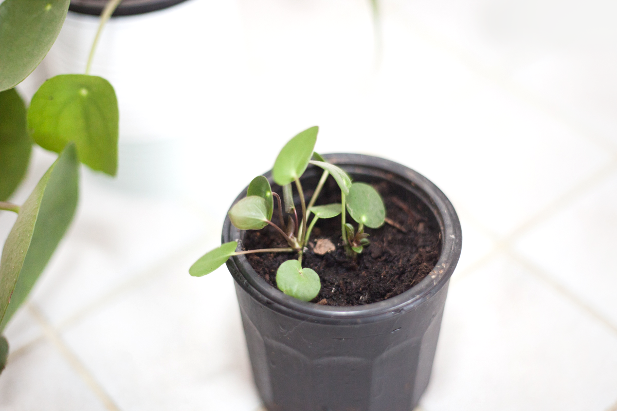Comment bouturer un Pilea Peperomioides ?