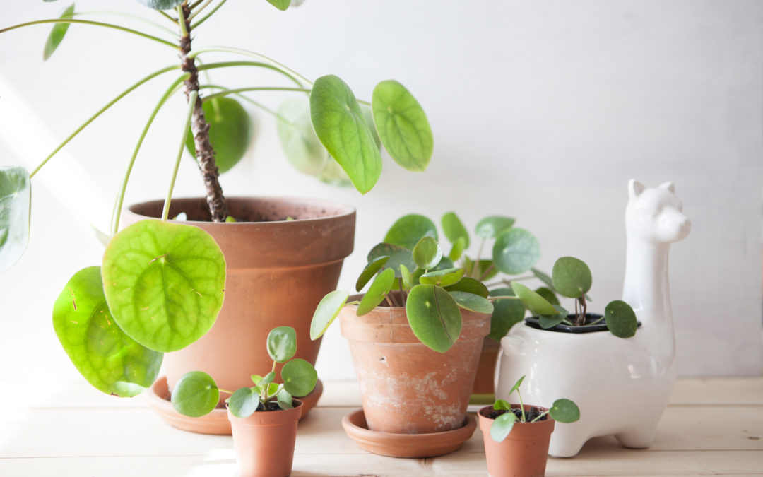 Entretien du Pilea Pépéromioïdes