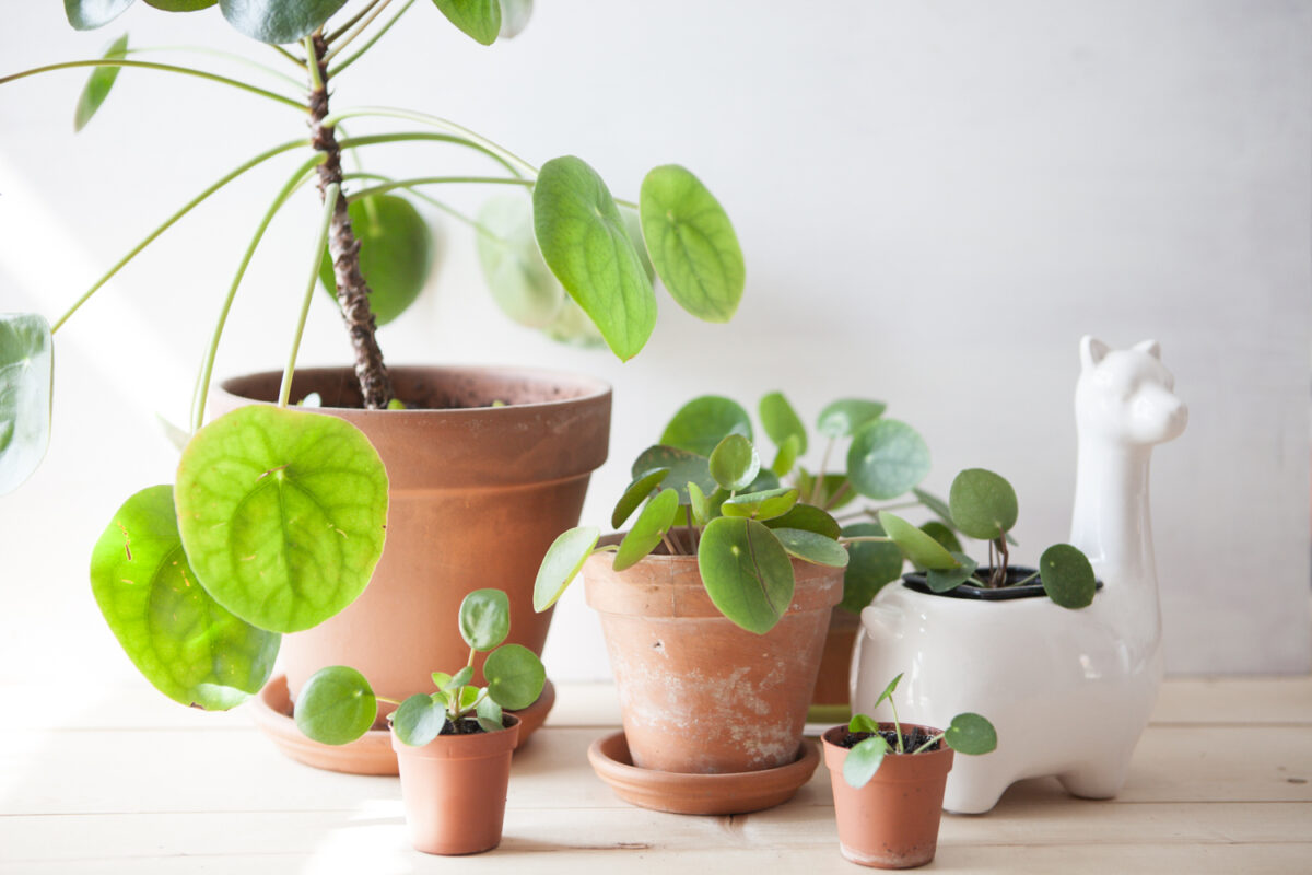 Pilea Peperomoide