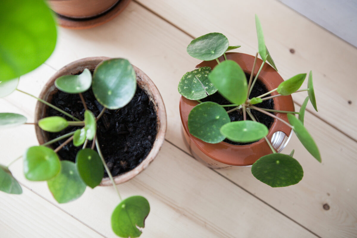 Bouture de Pilea