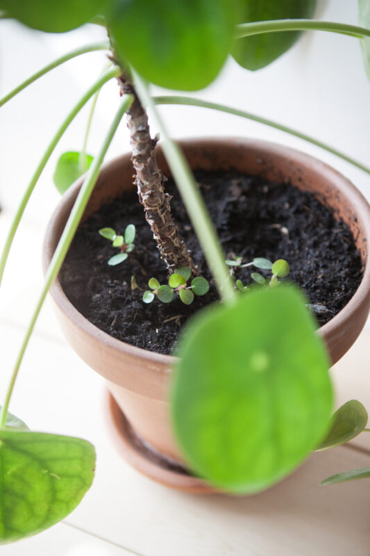 Bouturer Pilea