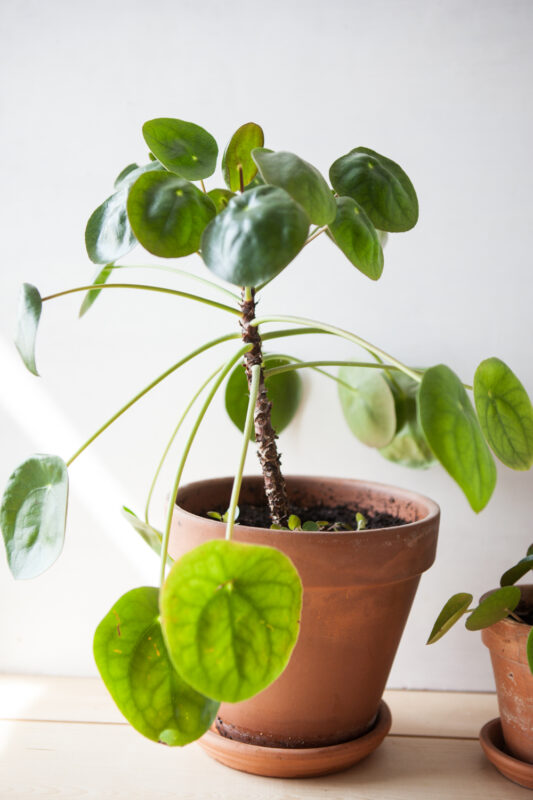 Pilea Plante Mère