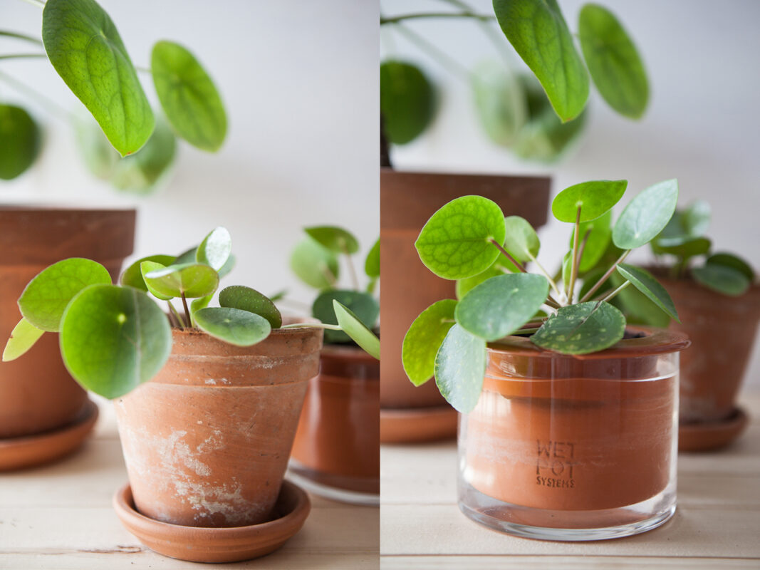 Pilea Bébé pots