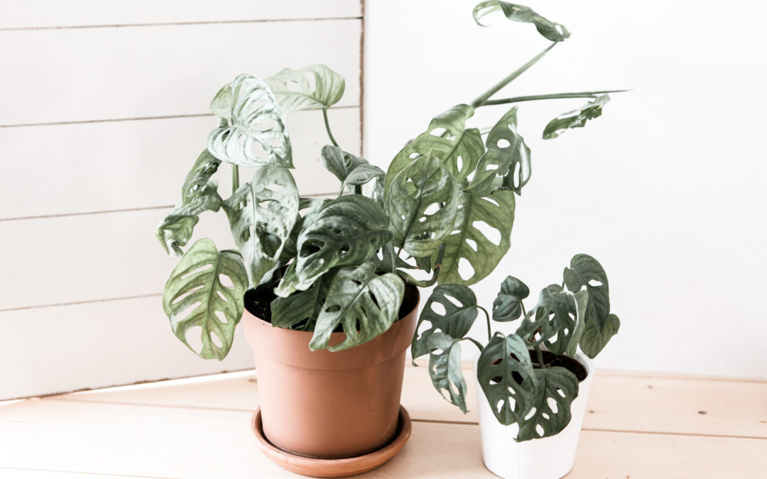 Monstera Monkey Mask