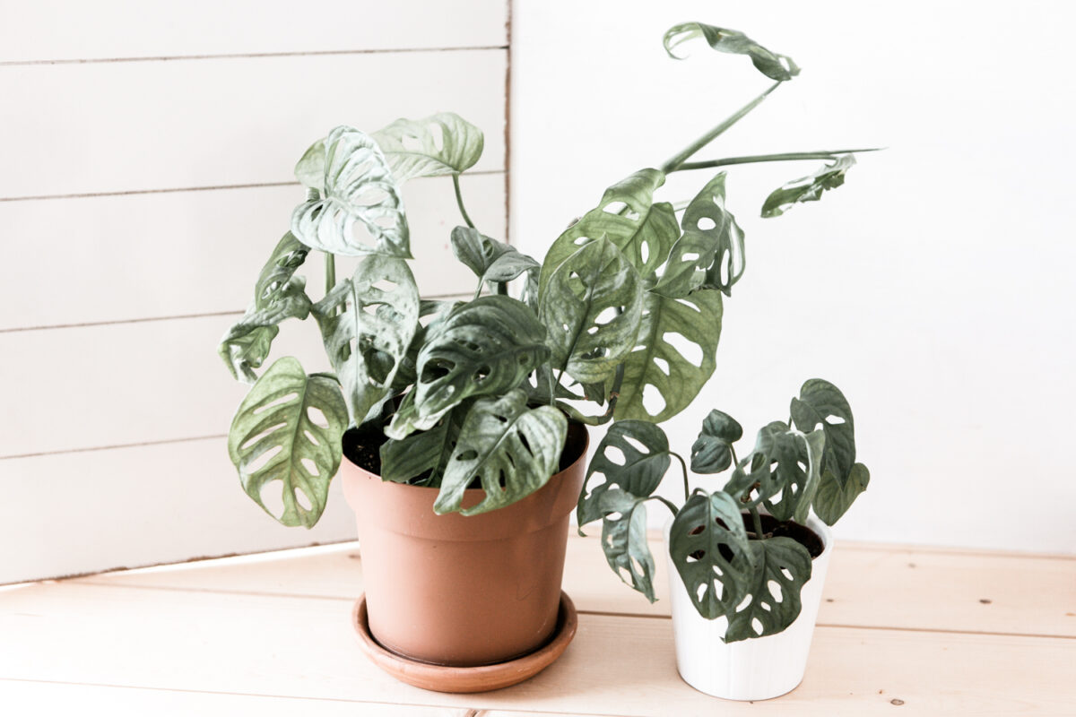 L’entretien de la Monstera Monkey Mask