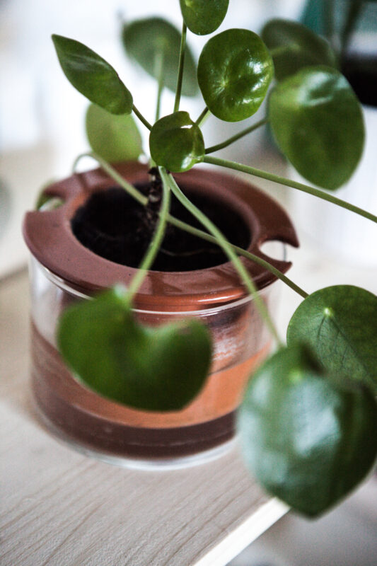 Pot à réserve d'eau en verre et céramique : WETPOT