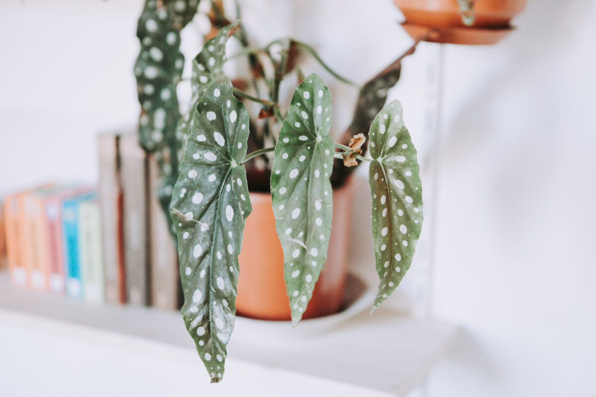 Begonia Maculata