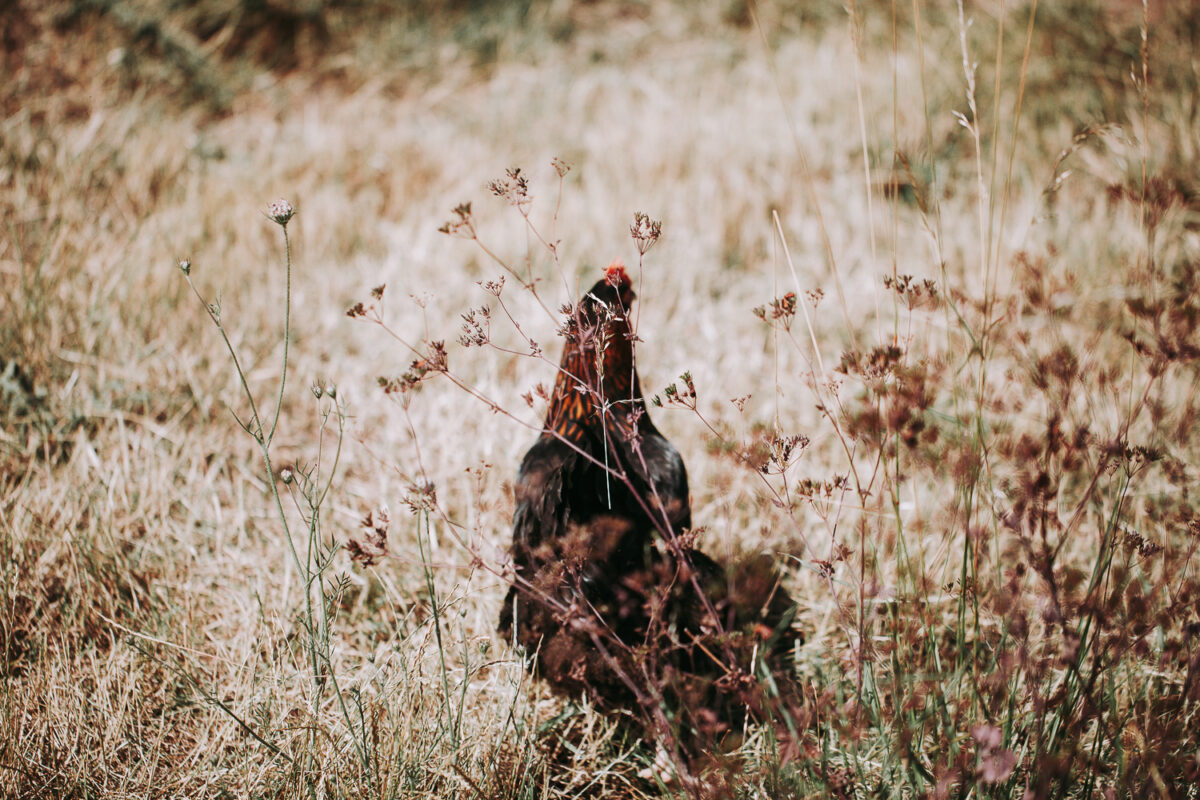 Accueillir des poules : ce qu’il faut savoir