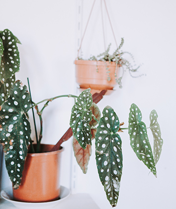 begonia maculata entretien