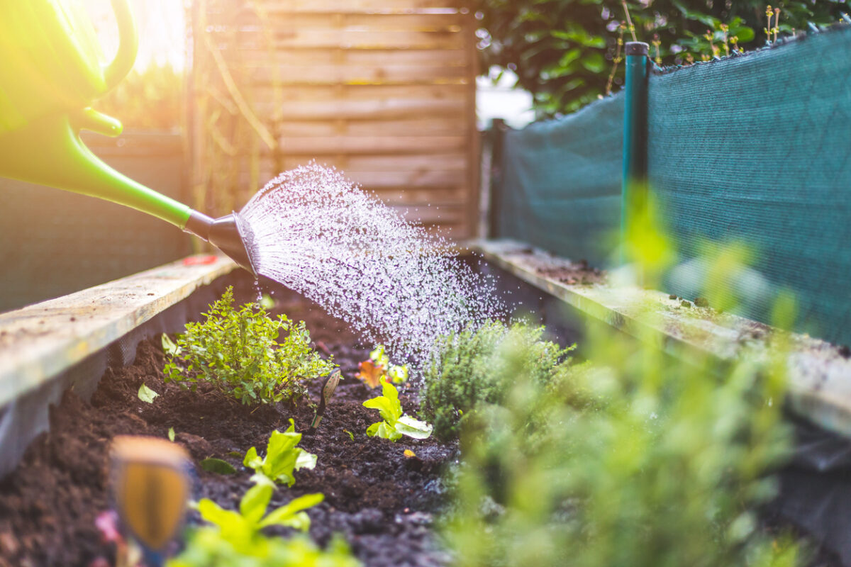 Pourquoi les carrés potagers ont-ils autant la cote ?