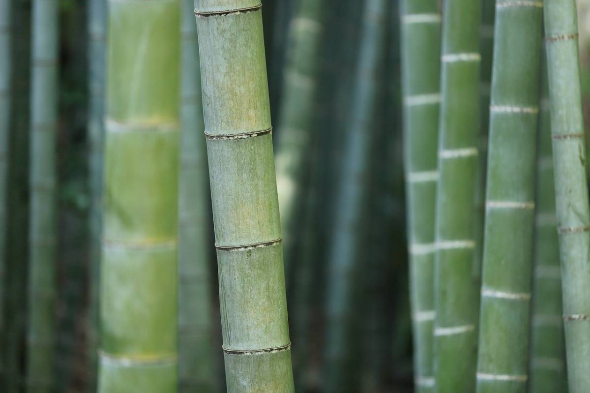 Le bambou est-il vraiment écolo ?