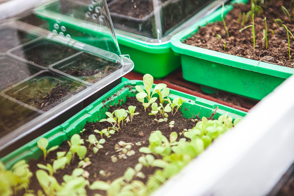 Au printemps dans notre potager