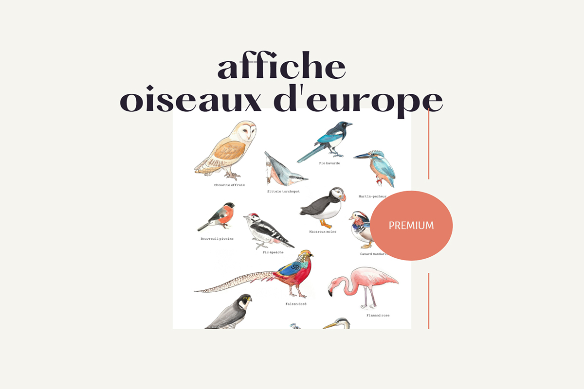 Affiche oiseaux d’Europe et d’Asie