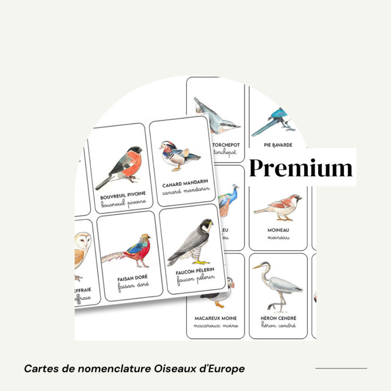 Cartes de Nomenclature : Les oiseaux d’Eurasie