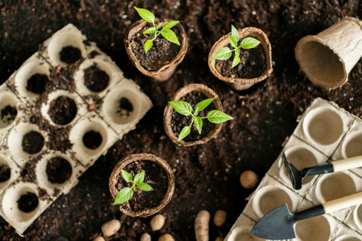 Créer un Potager en Permaculture