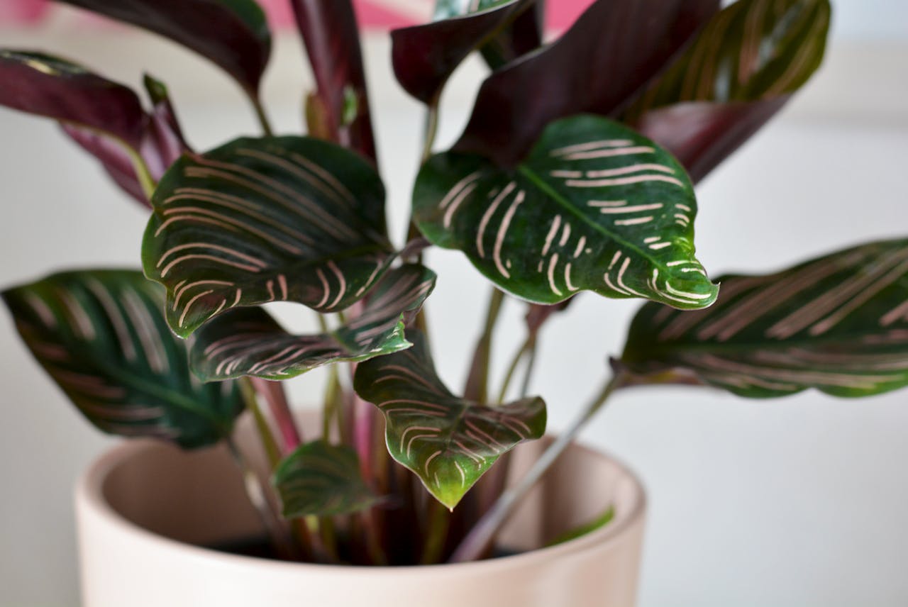 Entretien de la Calathea